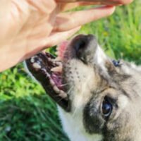 Dog aggressively approaching person's hand