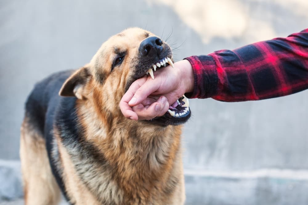 A male German shepherd bites a man by the hand.