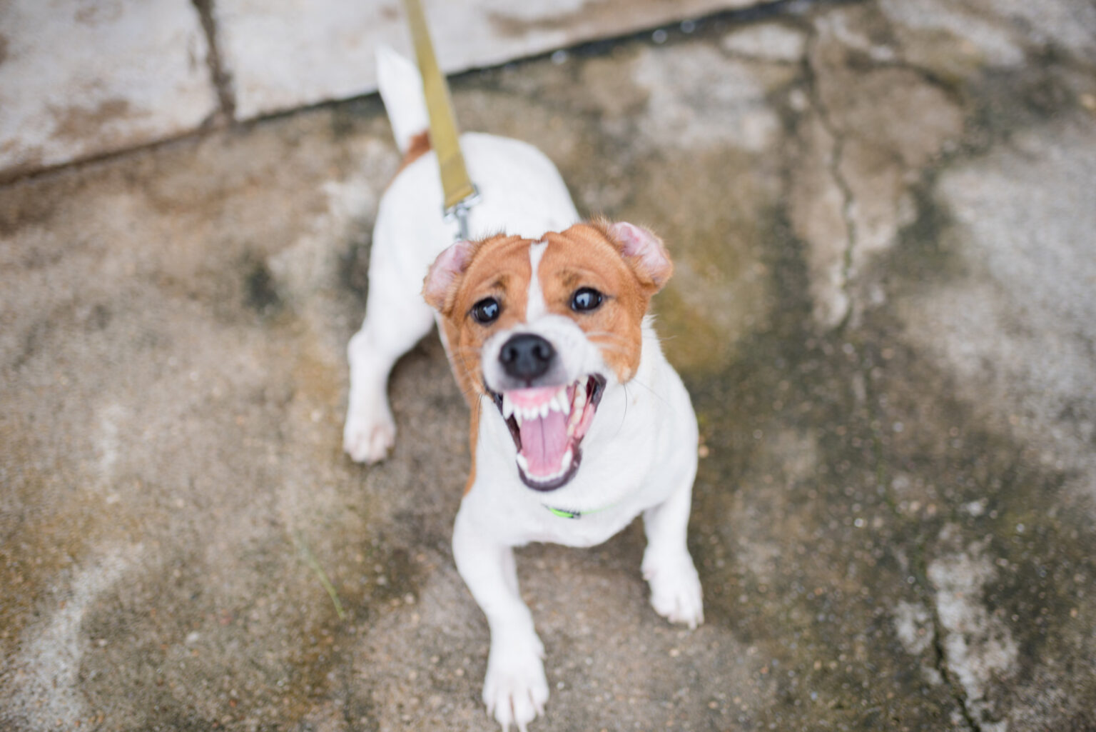 Little Jack Russell Terrier dog Aggressive is barking